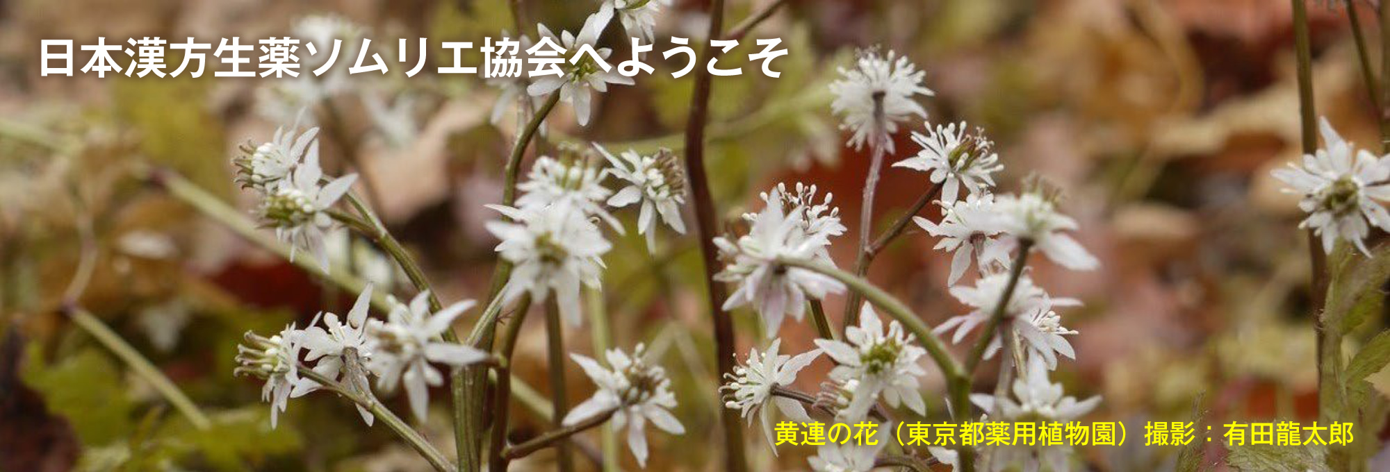 黄連の花（東京都薬用植物園）撮影：有田龍太郎