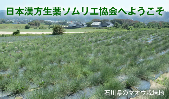 石川県のマオウ栽培地